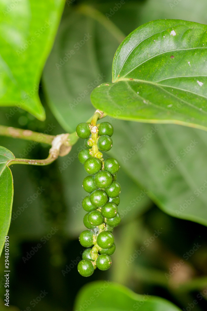 Green pepper fruits from Sri Lanka Green pepper fruits from Sri Lanka