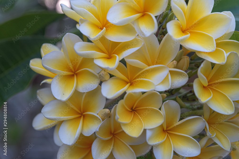 a close up of bunch of frangipani flowers in bali a close up of bunch of frangipani flowers in bali