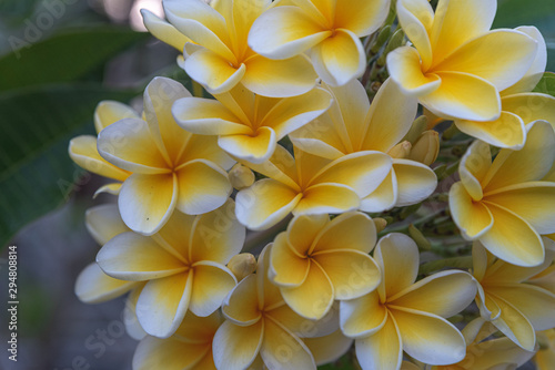 a close up of bunch of frangipani flowers in bali