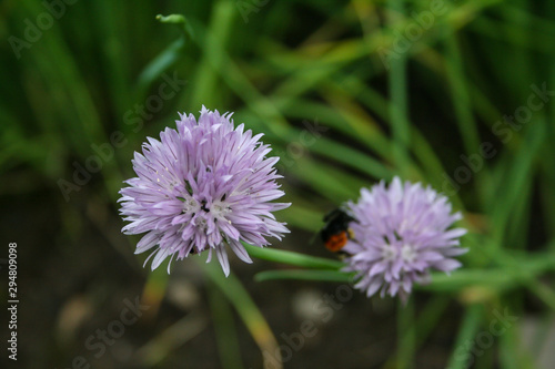 chive blossoms with green background and shadows