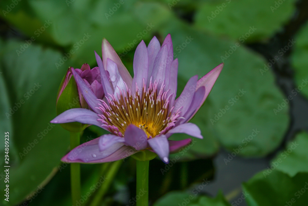 a purple water lily in front of green leaves a purple water lily in front of green leaves