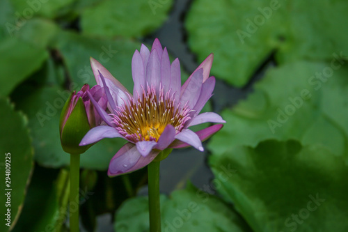 a purple water lily in front of green leaves