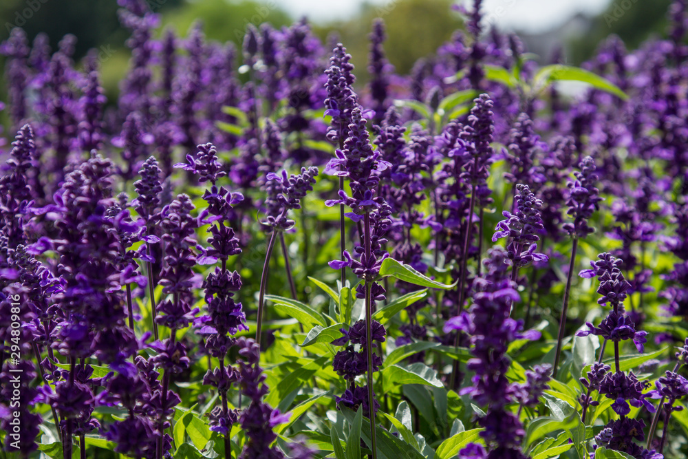 Fototapeta premium Field of blooming lavender