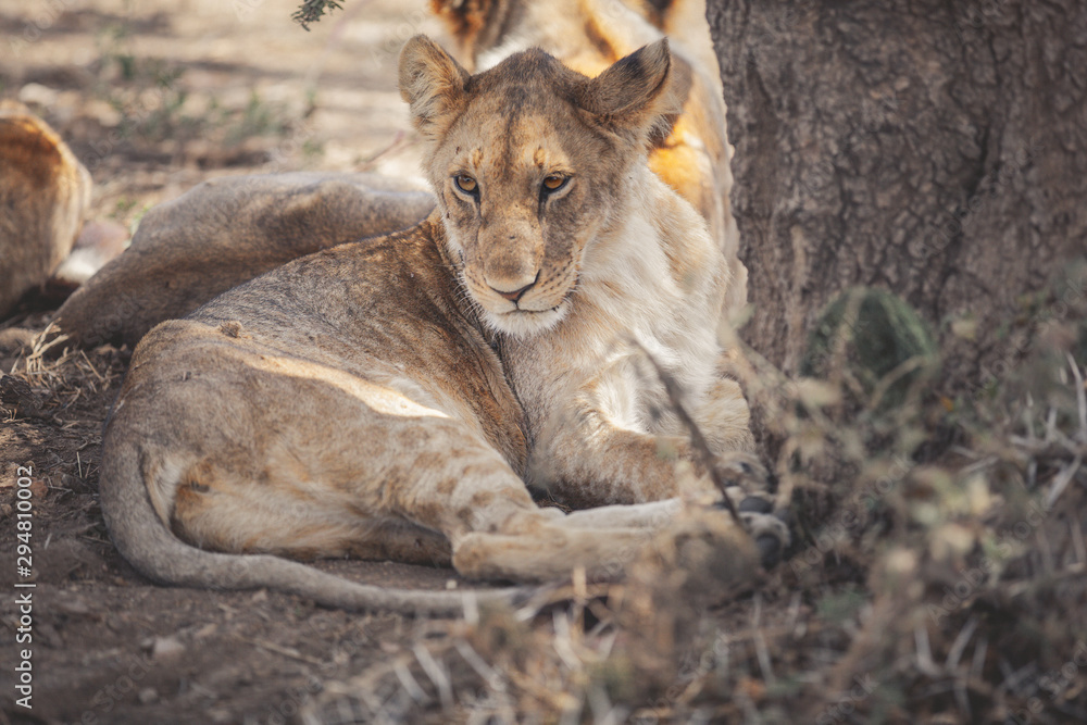 Lion cub resting in the Serengeti national park Tanzania Lion cub resting in the Serengeti national park Tanzania