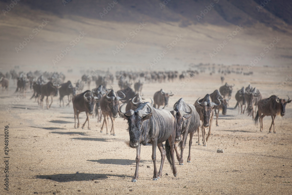 Herd of Gnu in the Ngorongoro crater Tanzania