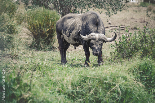 Old Buffalo in the Tanzania Serengeti national park