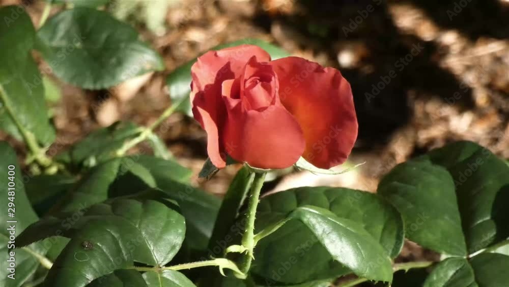 light red rose bud being watered light red rose bud being watered