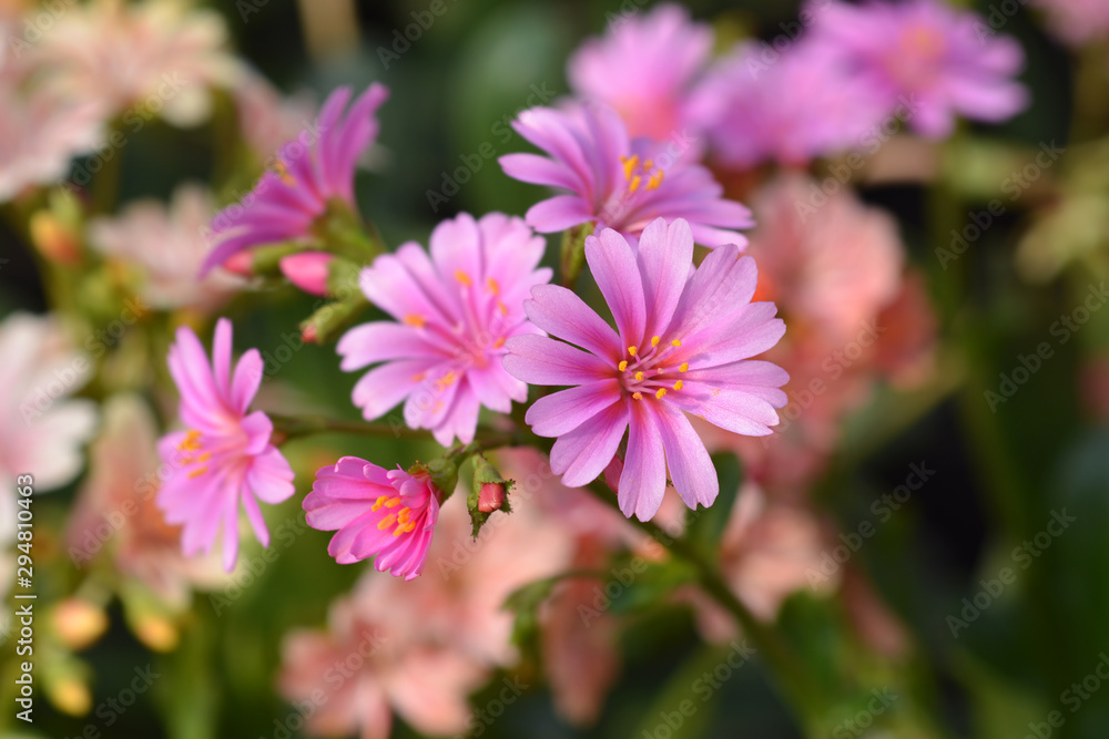 Obraz premium Siskiyou lewisia pink flower in the garden