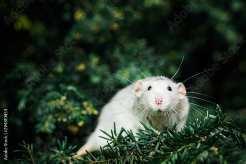 fancy rat on christmas fir tree, Chinese New year 2020