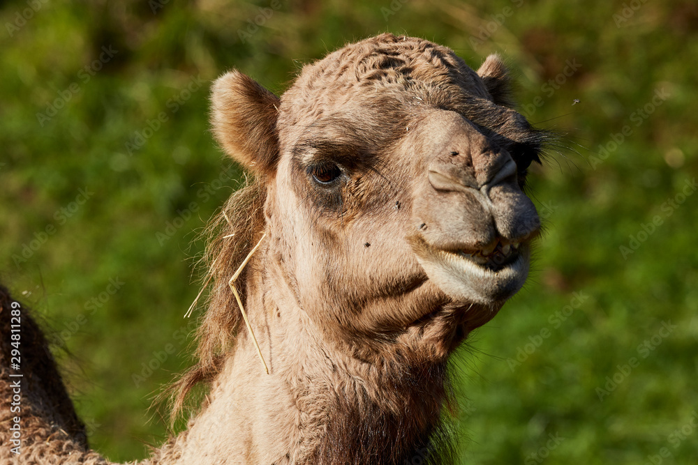 Obraz premium Portrait animal Dromedary in nature