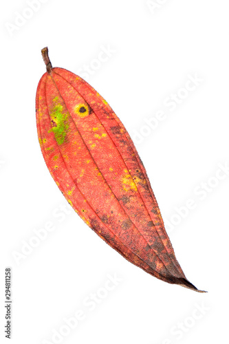 dry maple leaf. beautiful colorful autumn leaves isolated on white background with a cliping path © nature design