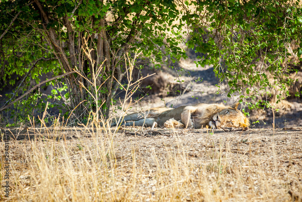 Sleeping lion in the Tarangire national park Tanzania Sleeping lion in the Tarangire national park Tanzania