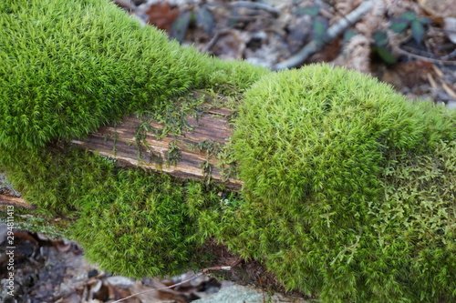 close up of green moss on a tree stump