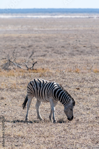 A Burchell's Plains zebra -Equus quagga burchelli- standing on the plains of Etosha National Park, Namibia. © Goldilock Project