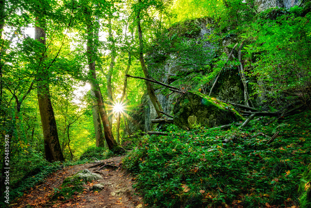 Scenery of Wolski Forest in Krakow in Poland. View of the legendary rocky and wooded gorge. Beautiful limestone rocks in the middle of a green woods. Forest illuminated by the early autumn sun.