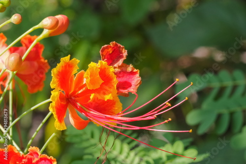 Close-up Pride of Barbados (Caesalpinia pulcherrima) blossom on branch with green nature blurred background, known as Red Bird of Paradise, Dwarf Poinciana, Peacock Flower, and flamboyan-de-jardin.