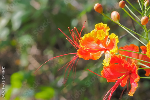 Close-up Pride of Barbados (Caesalpinia pulcherrima) blossom on branch with green nature blurred background, known as Red Bird of Paradise, Dwarf Poinciana, Peacock Flower, and flamboyan-de-jardin.