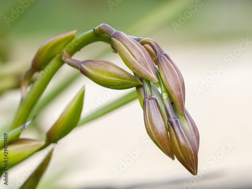Close up orchid bud on branch with green nature background, Cymbidium floribundum or yellow margin orchid, golden leaf edge orchid. photo