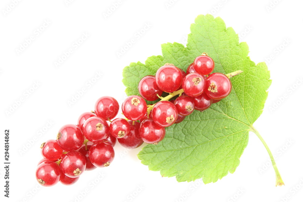 fresh red currant fruits isolated on a white background fresh red currant fruits isolated on a white background