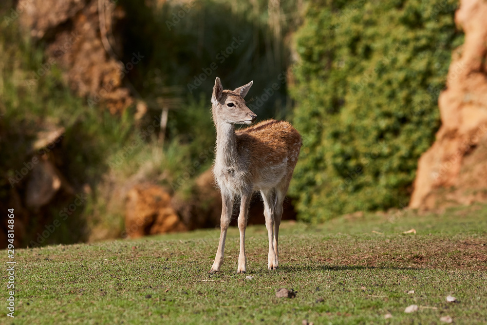 Portrait Deer of a free and wild Spain stag, as captured in his natural habitat Portrait Deer of a free and wild Spain stag, as captured in his natural habitat