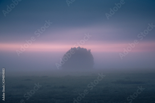 A lonely clump of trees during a foggy morning in Oborskie Meadows, Konstancin Jeziorna, Poland