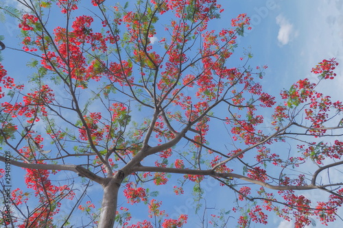 Ant's eye view of Royal poinciana tree (Delonix regia) also called flamboyant tree or peacock tree, red flowers blossom blooming on branches with blue sky background.