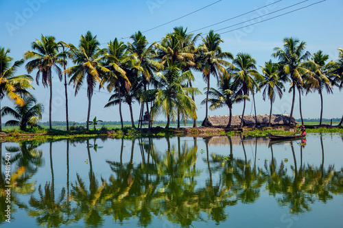 palm trees on lake with reflection,Cocunut tree,Kerala backwaters Alleppey   photo