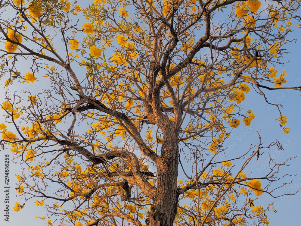 Golden trumpet tree (Handroanthus chrysotrichus) yellow flowers blossom blooming on top tree with blue sky background. Golden trumpet tree (Handroanthus chrysotrichus) yellow flowers blossom blooming on top tree with blue sky background.