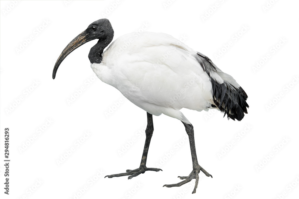 african sacred ibis isolated on white african sacred ibis isolated on white