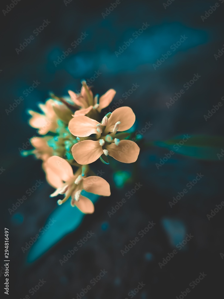 Fototapeta premium flowers on black background