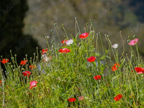 Soft focus white, pink and red Poppy flowers blossom blooming in garden with nature blurred background.