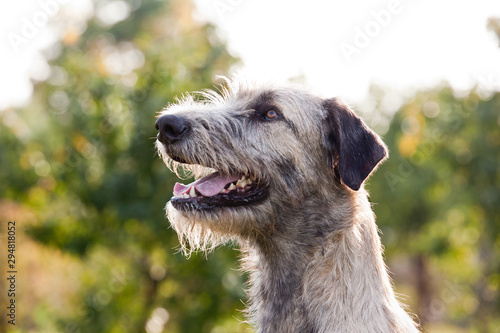 Dog breed  irish wolfhound  portrait on nature photo