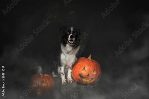 Dog at Halloween. Dog with pumpkin. Tricke or treat.