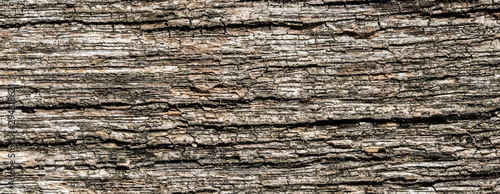 bark of a tree surface texture photo