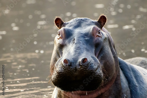 Photography Close up of the face of a wary hippo