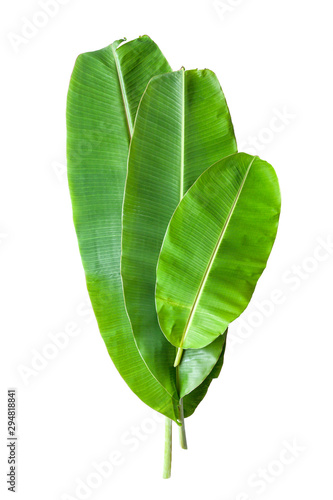 Banana leaf isolated background clipping path.