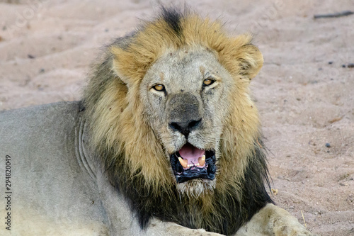 Magnificent male lion in his prime