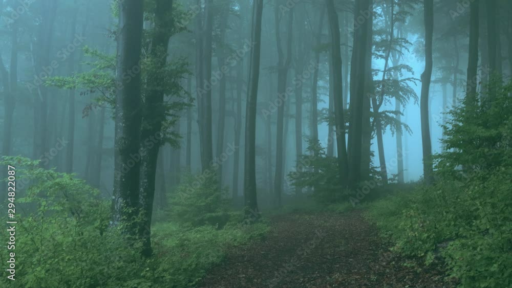 Spooky trail in foggy forest during autumn misty morning. Halloween forest Spooky trail in foggy forest during autumn misty morning. Halloween forest