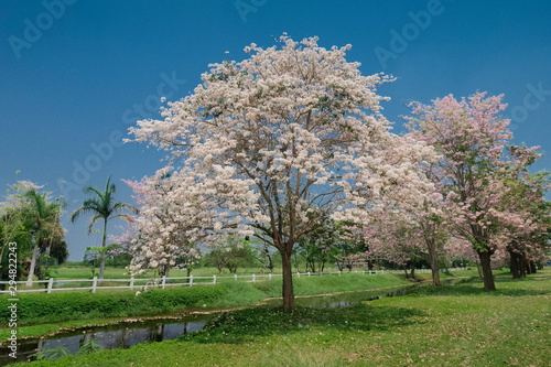 Beautiful Pink Trumpet Tree (Tabebuia Rosea) pink flower cherry blossom and fall on green grass with blue sky background. Kamphaeng Saen District, Nakhon Pathom, Thailand.