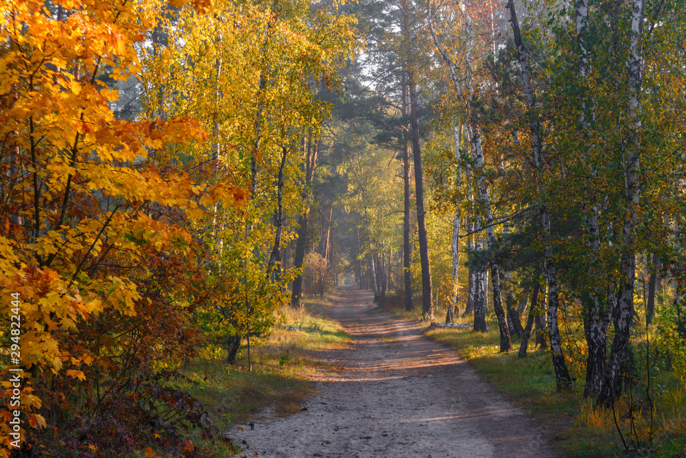 Autumn forest. Nice morning walk in nature. Autumn painted trees with its magical colors. Sunlight shines in the branches of trees.