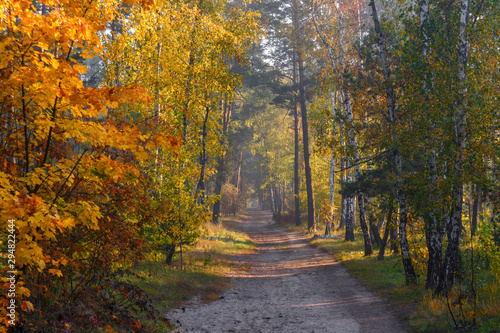 Autumn forest. Nice morning walk in nature. Autumn painted trees with its magical colors. Sunlight shines in the branches of trees.