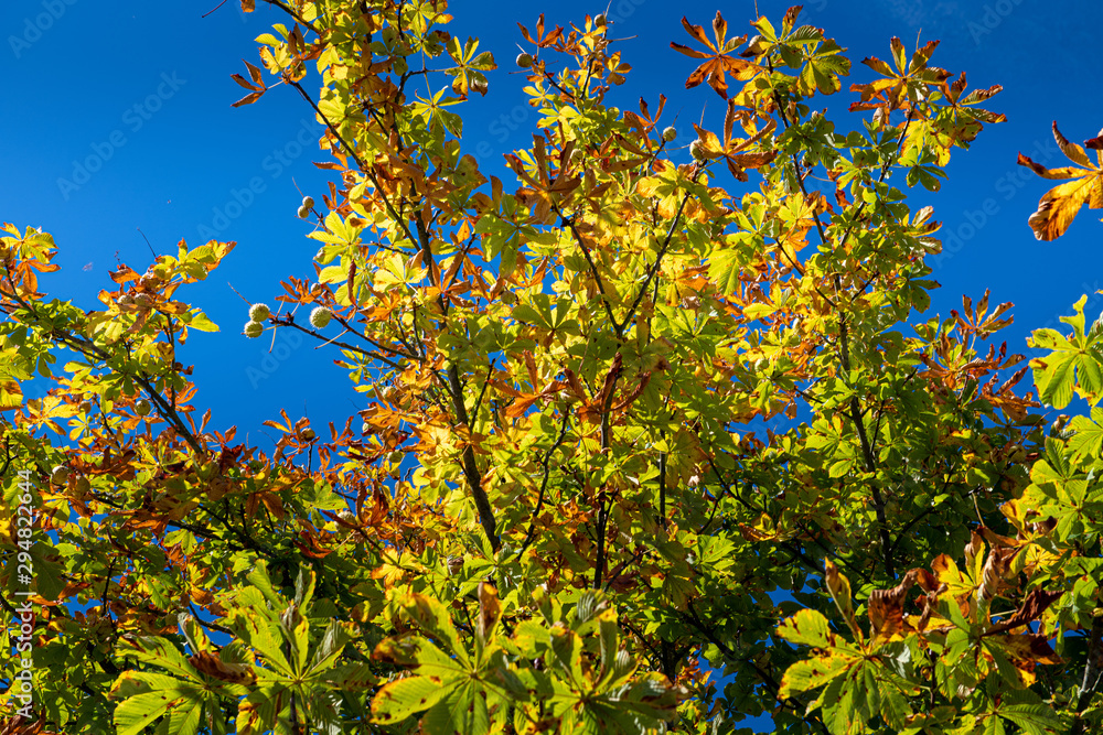 the autumn is coming - looking up to a chestnut tree the autumn is coming - looking up to a chestnut tree