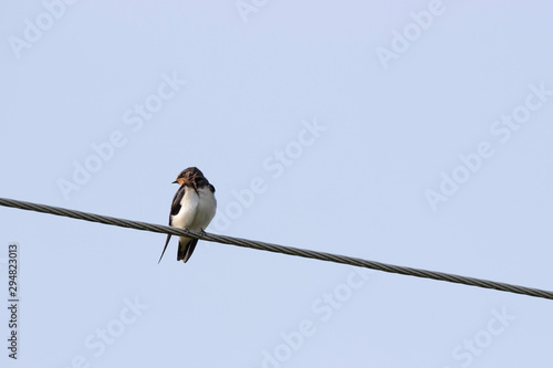 Swallows on wires against the sky. © Anatol
