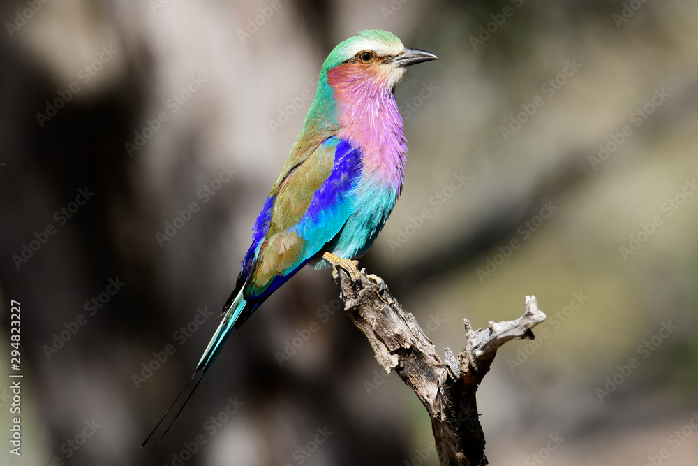 Lilac breasted roller perched on a twig Lilac breasted roller perched on a twig
