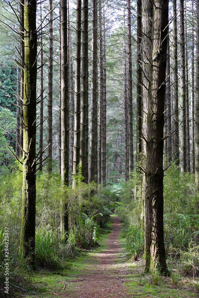 Naklejka premium A bridle path/walking track in the Warburton Ranges near Melbourne, Australia..