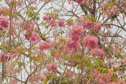 Close-up Pink Trumpet Tree (Tabebuia Rosea) pink flower cherry blossom on branches with green nature blurred background, Kamphaeng Saen District, Nakhon Pathom, Thailand. photo