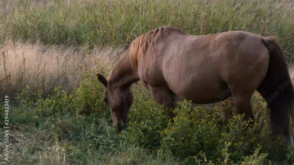 a rural ranch at dusk with various roaming horses a rural ranch at dusk with various roaming horses