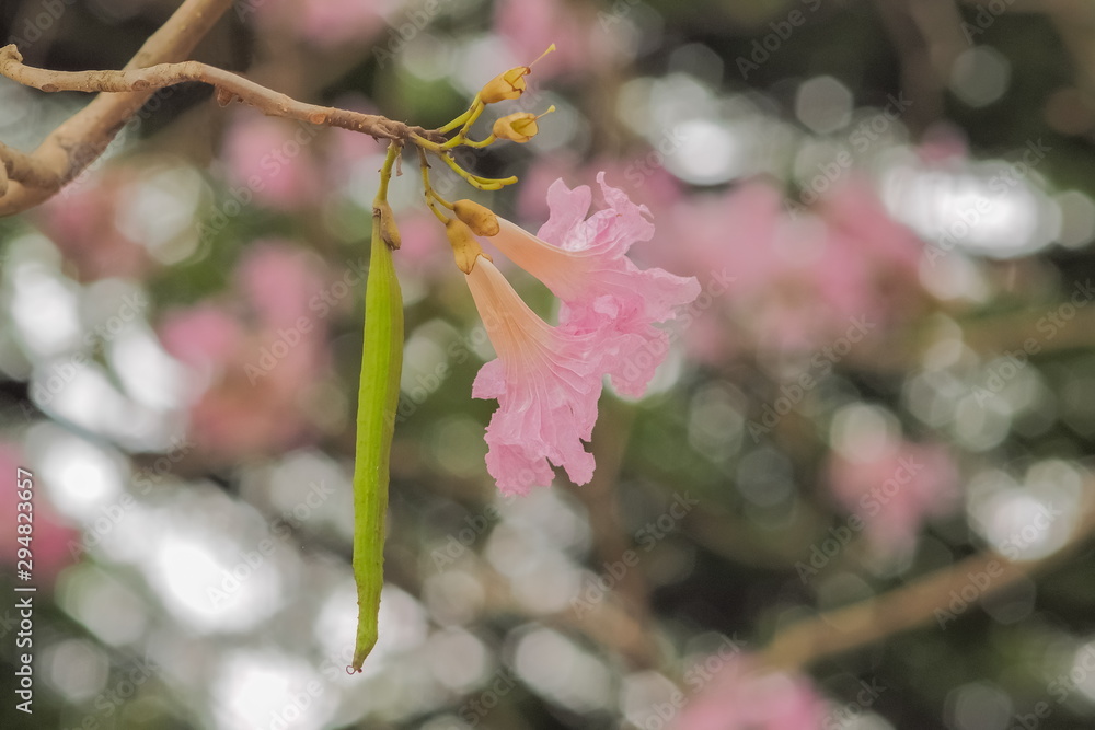 Close-up Pink Trumpet Tree (Tabebuia Rosea) pink flower cherry blossom on branches with green nature blurred background, Kamphaeng Saen District, Nakhon Pathom, Thailand. Close-up Pink Trumpet Tree (Tabebuia Rosea) pink flower cherry blossom on branches with green nature blurred background, Kamphaeng Saen District, Nakhon Pathom, Thailand.