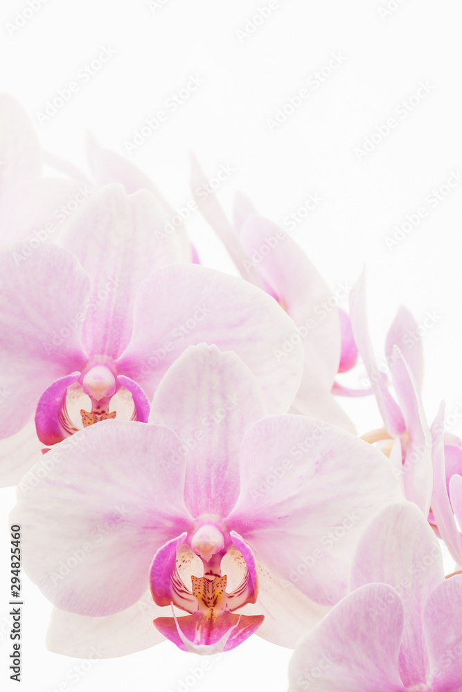 Pale pink Phalaenopsis orchid commonly called a moth orchid isolated against a white background. Pale pink Phalaenopsis orchid commonly called a moth orchid isolated against a white background.