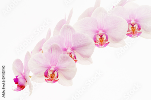 Pale pink Phalaenopsis orchid commonly called a moth orchid isolated against a white background.